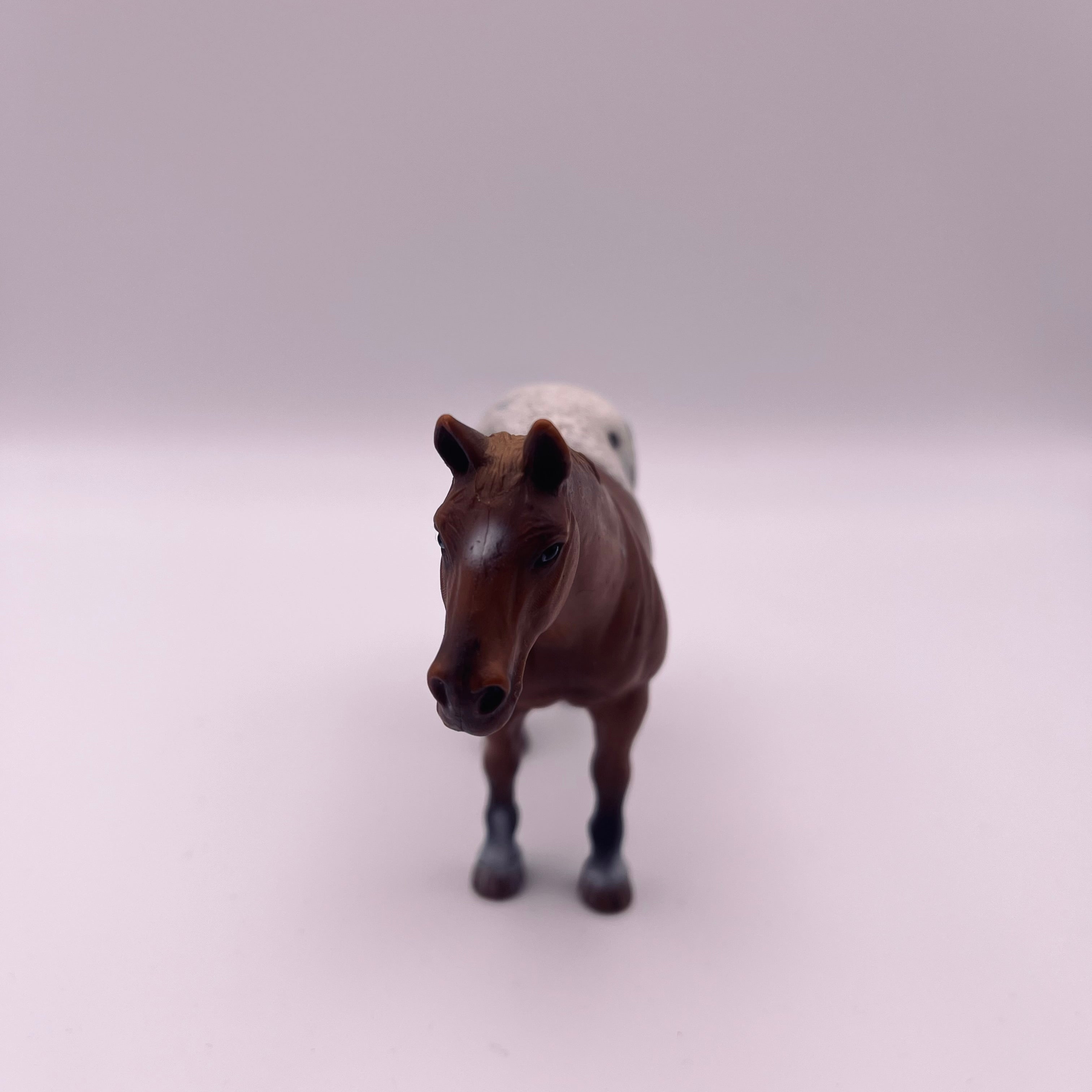 Pferd (gebraucht)