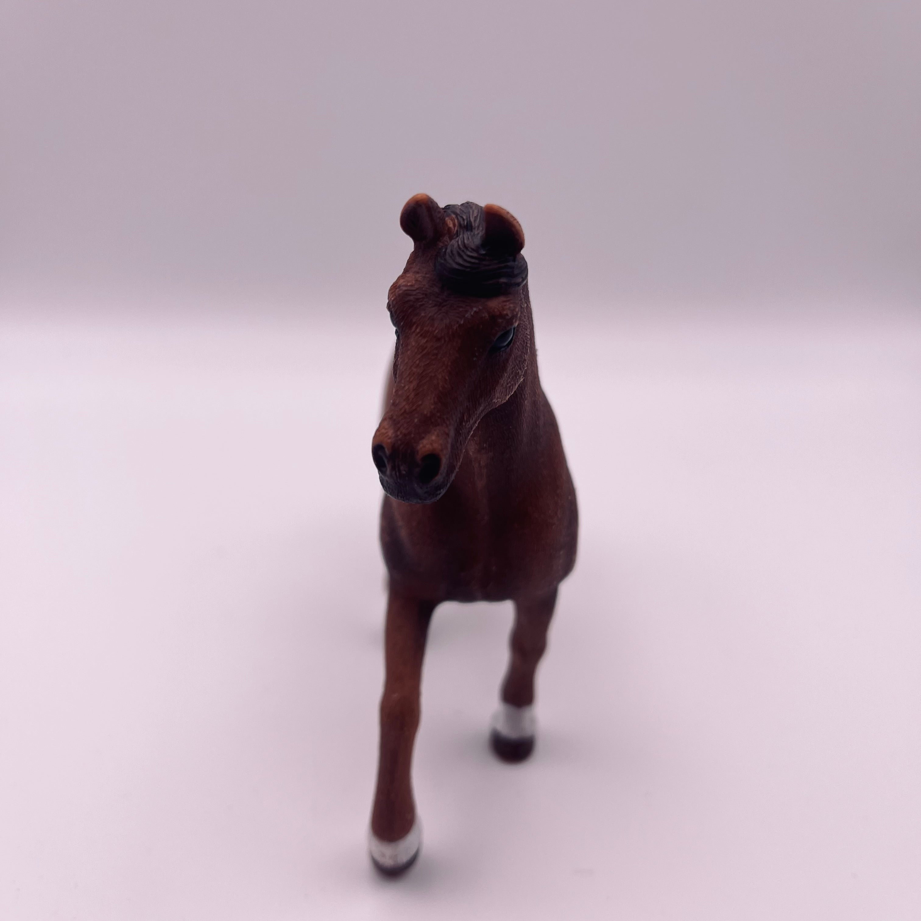 Pferd (gebraucht)
